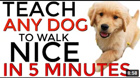 Teach ANY dog to walk nice on the leash | 5 MINUTE DOG TRAINING RESULTS!