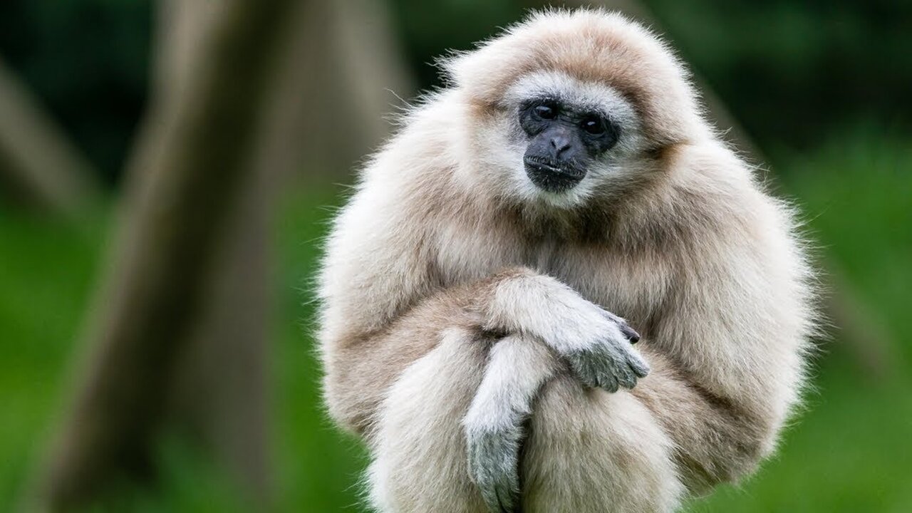 Cute Gibbons Playing & Climbing