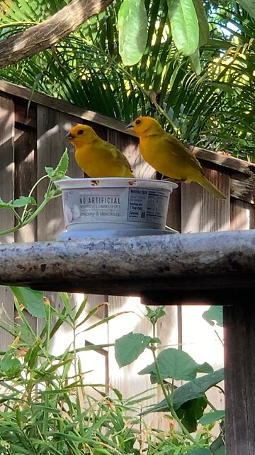 Our Backyard Canaries are Hungry