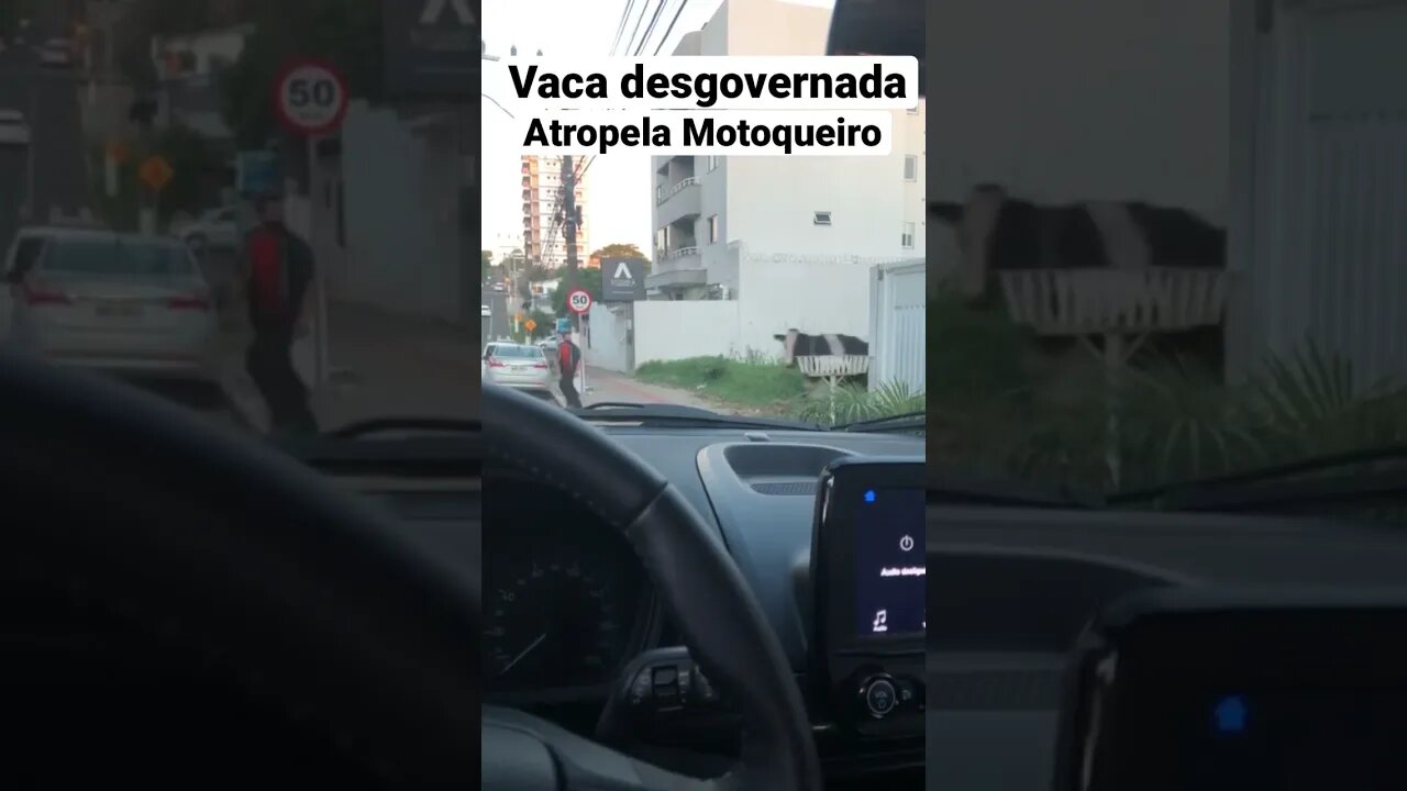 Vaca desgovernada ATROPELA MOTOQUEIRO em Chapecó SC