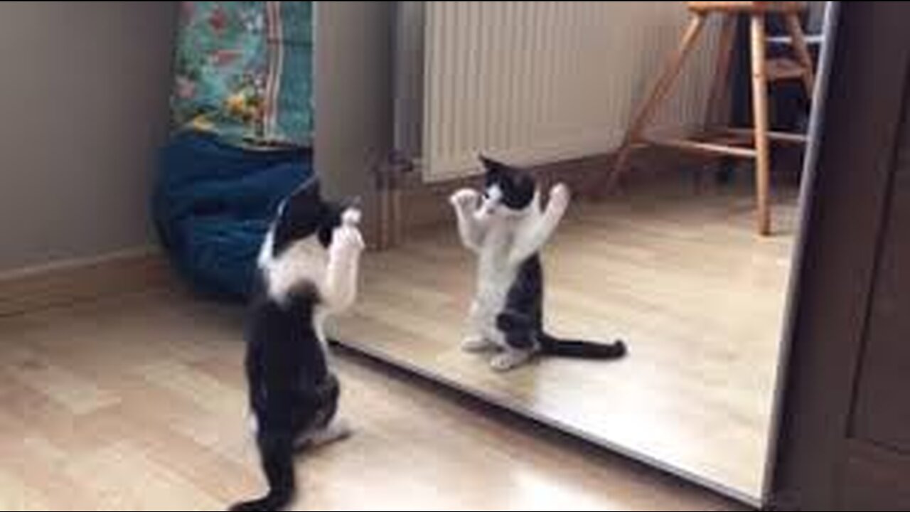 FUNNY CATS VIDEO-FUNNY ANIMALS 1