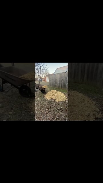 Tips and trick for growing cold hardy figs | Grow them in-ground zone 5 and up