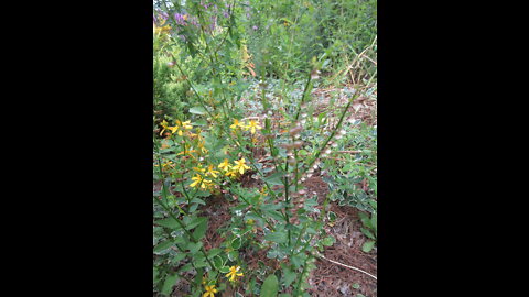 Powerful Nervine Herb Skullcap July 2021