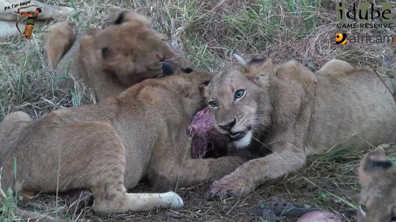 Daughters Of The Mapogo Lions - Rebuilding The Othawa Pride - 58: Warthog For Dinner