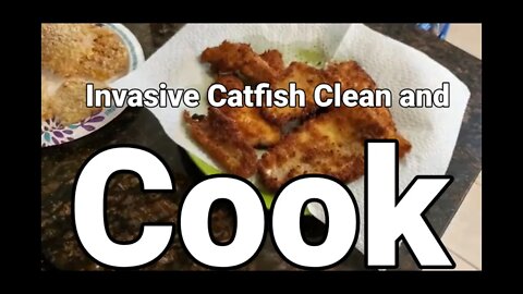 Wild Caught Fish Fry Clean and cook #fishfry #friedcatfish #bluecatfish