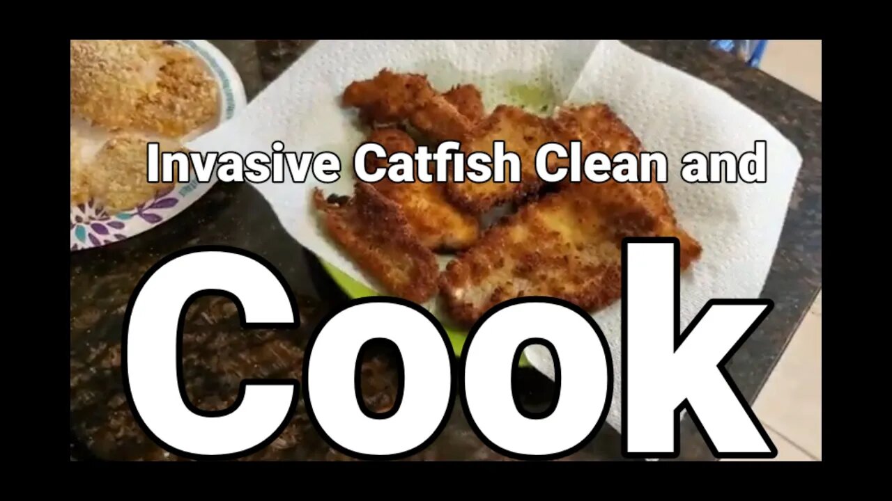 Wild Caught Fish Fry Clean and cook #fishfry #friedcatfish #bluecatfish