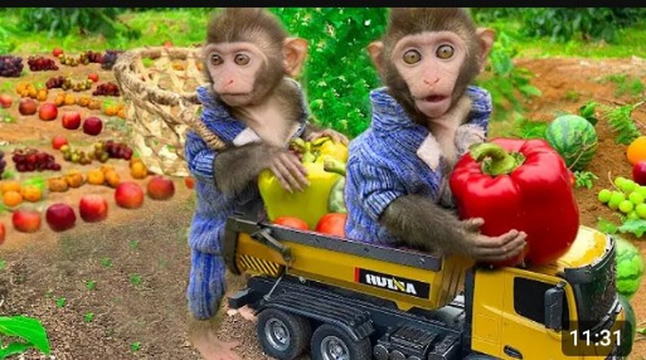 Farmer Bim Bim pick fruits to make pizza
