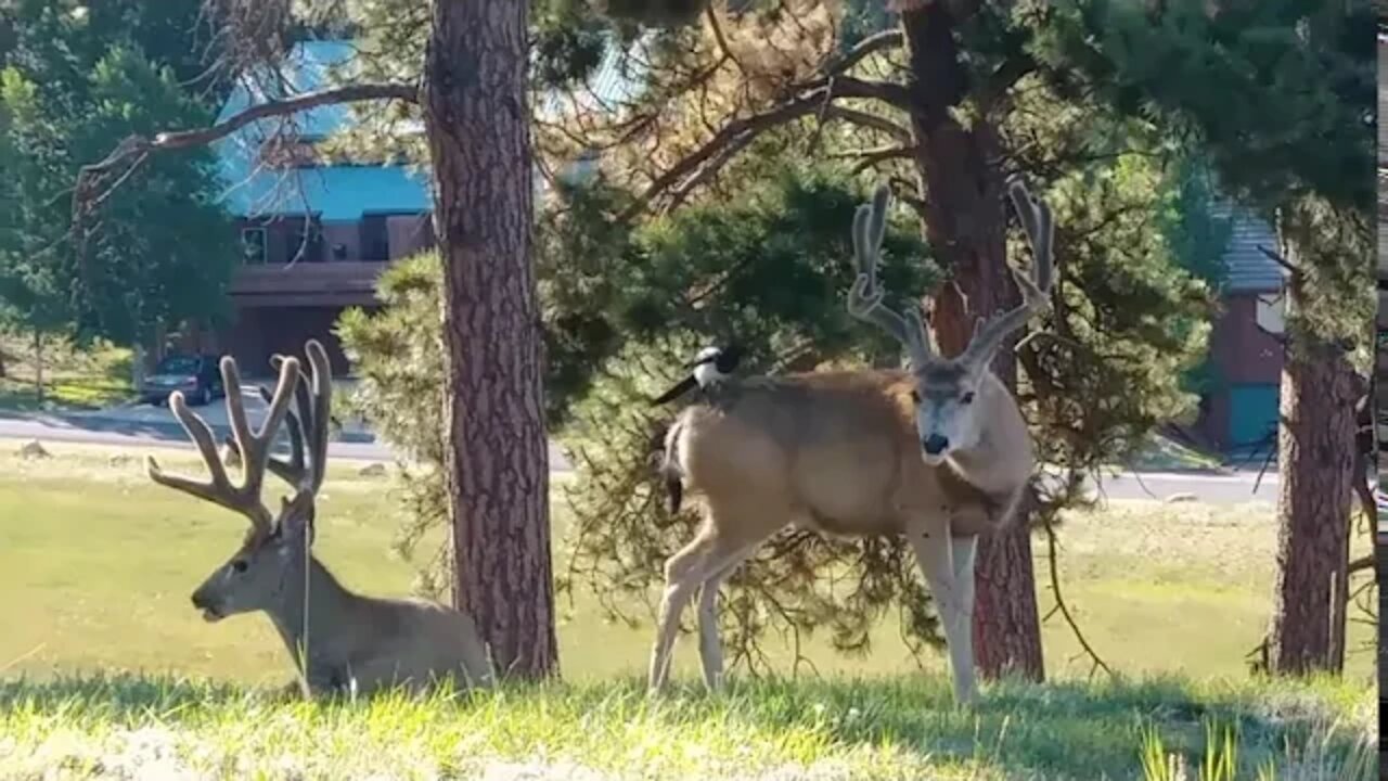 A bird on top of two bucks Woodland Park , CO August 4, 2020
