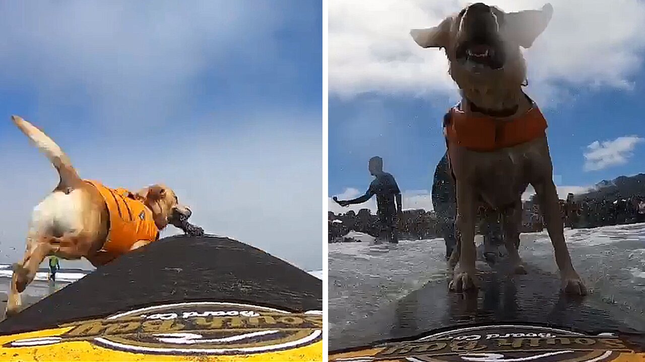 Surfing dog isn't waiting for anyone