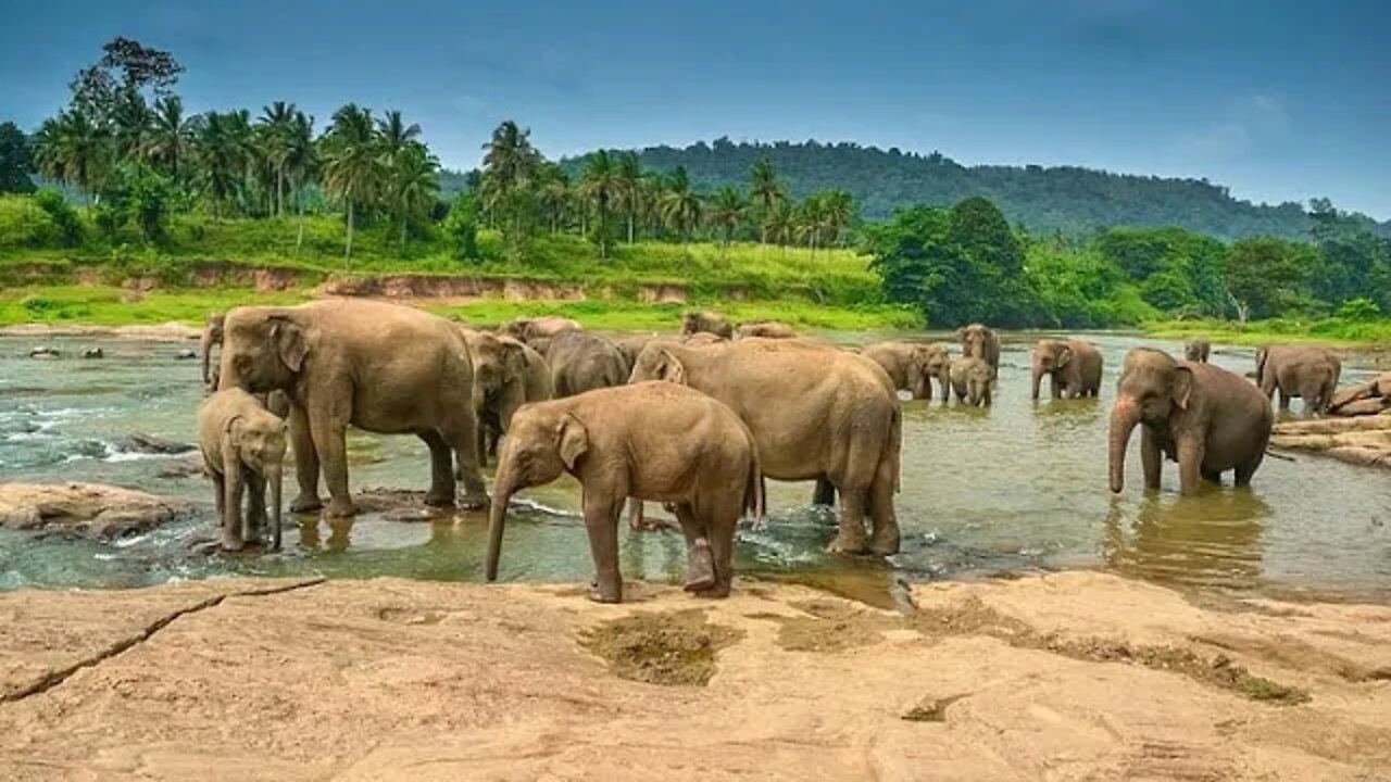 Natural World Video With Lovely Electronic music in harmony with nature.