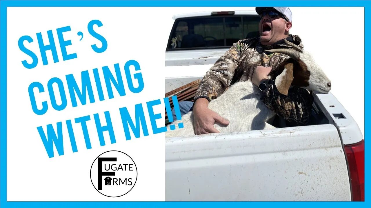 There's A New Lady In My Life | Bringing Home The Newest Farm Animal!
