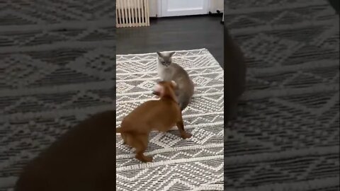 🐕🚪🐈👋❤️ #Shorts