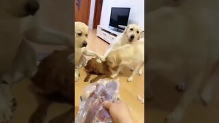 who did it🐕🐕🐕🐕🙄🙄🙄🙄