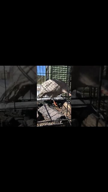 Cage set up for bird with sore leg The water bowel is black from the charcoal There’s a new waterer