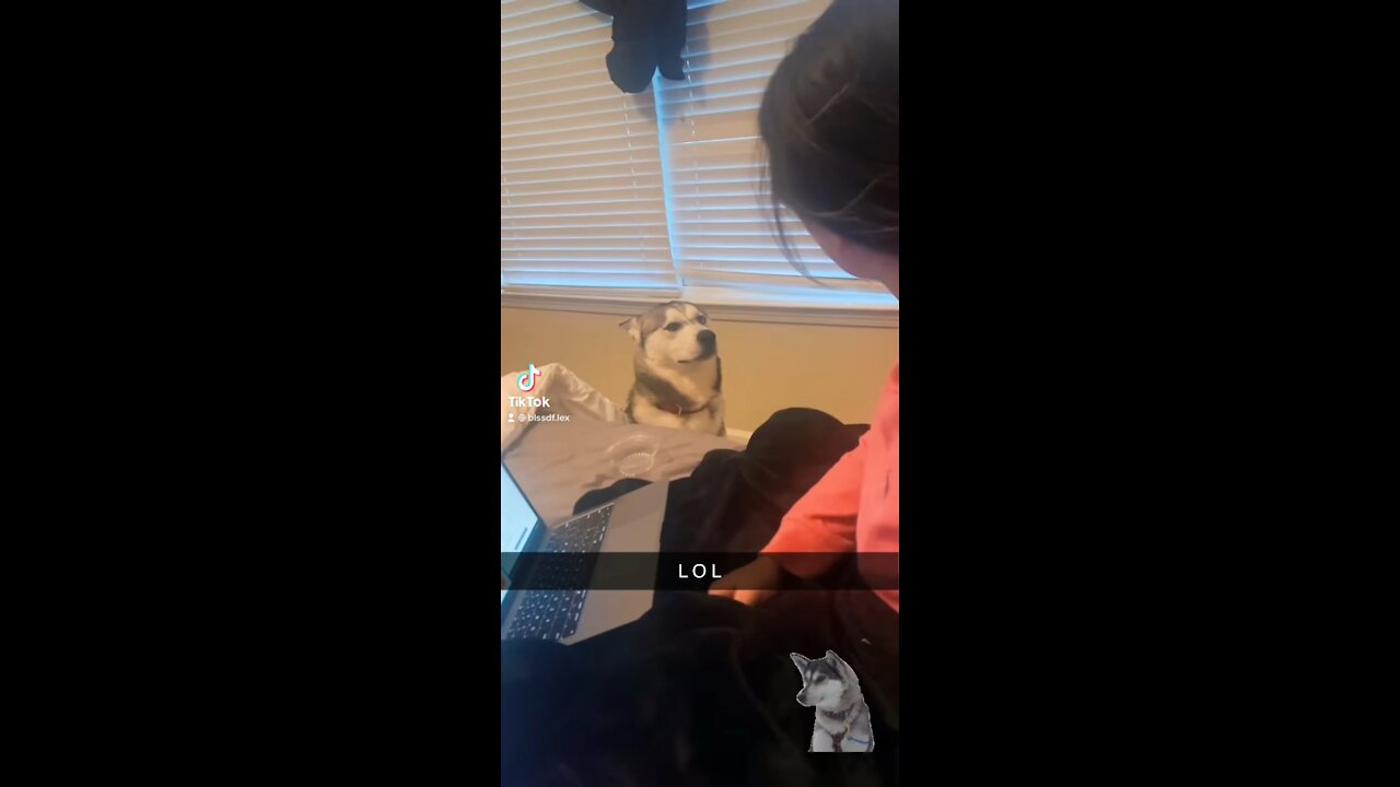 Viral Husky