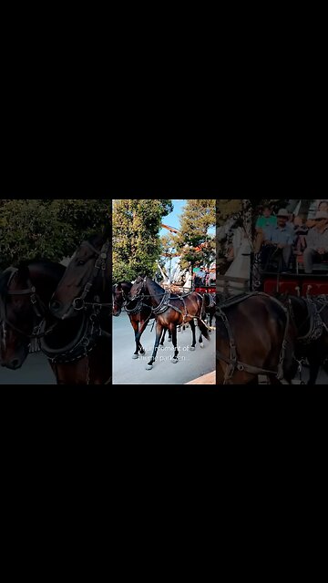A moment of theme park zen at Knott’s Berry Farm #knotts #stagecoach #zen