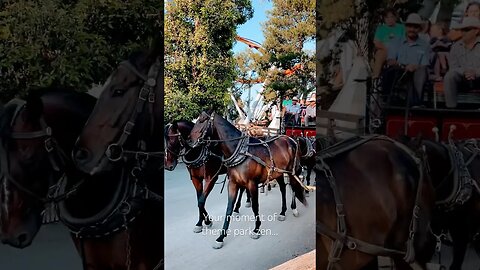 A moment of theme park zen at Knott’s Berry Farm #knotts #stagecoach #zen