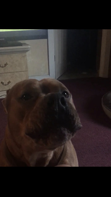 Howling dog sings along to harmonica music