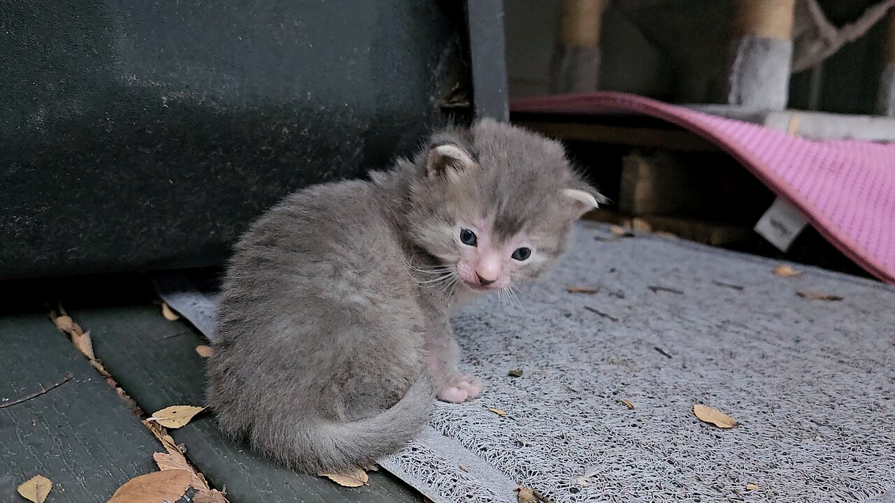 Kittens