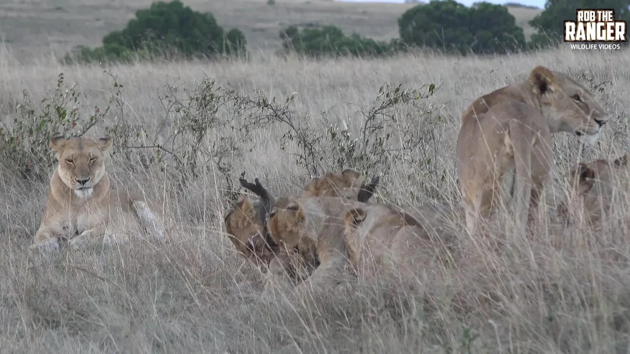 Enkoyonai Lion Pride With Two Baboons | Maasai Mara Safari | Zebra Plains