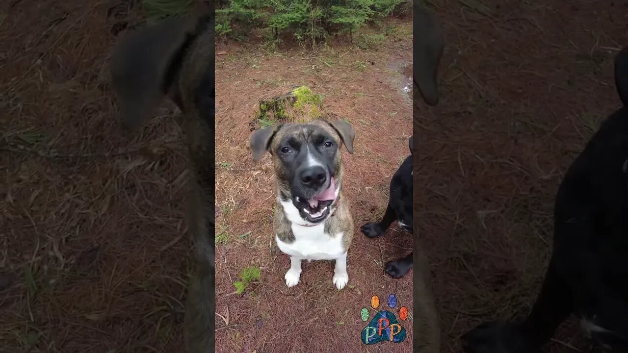 The Dogs prepare for an Adventure.