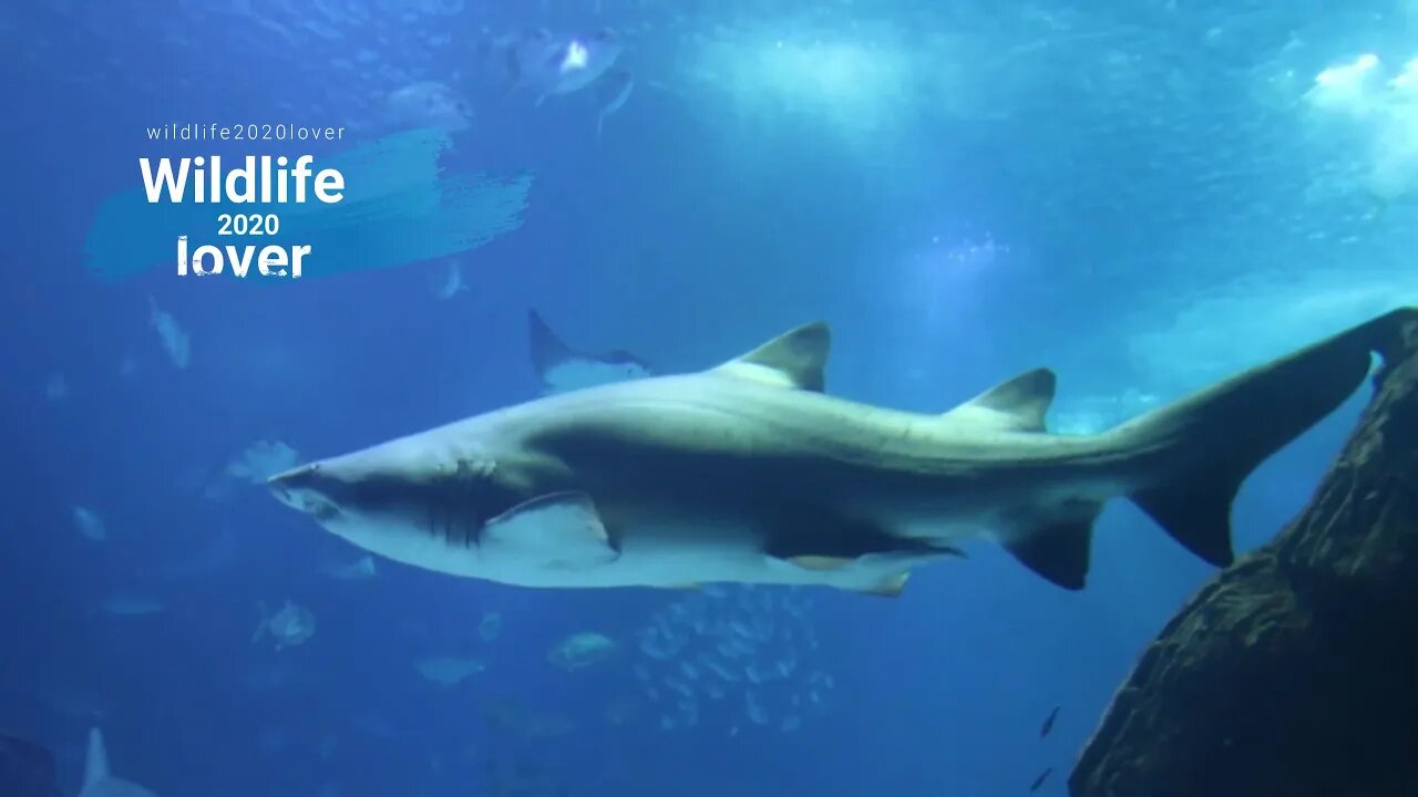 4K Video of Animals Underwater, Marine Life and Aquatic Animals. Scenery & Relaxing Music.