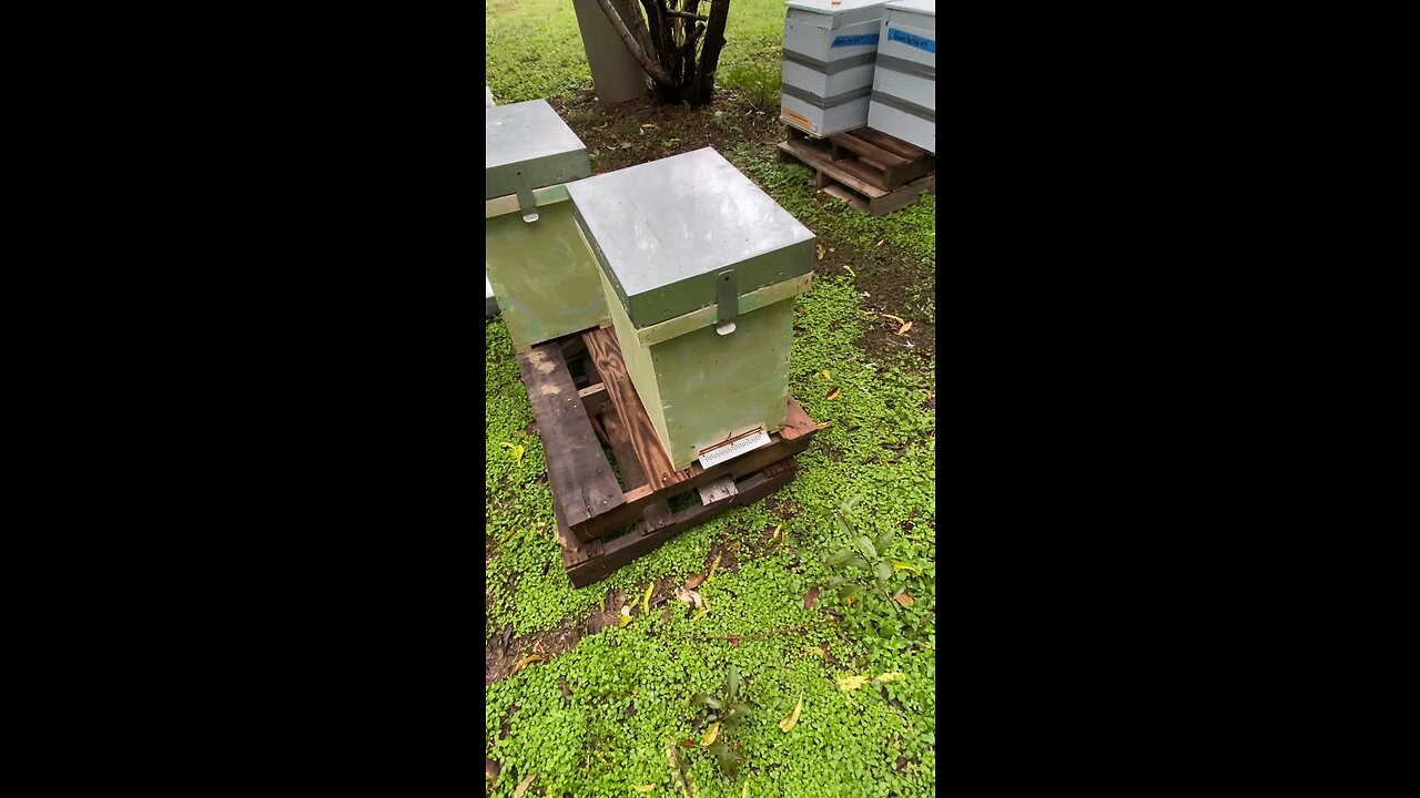 The tiny swarm would have died, weather shifted hard again.