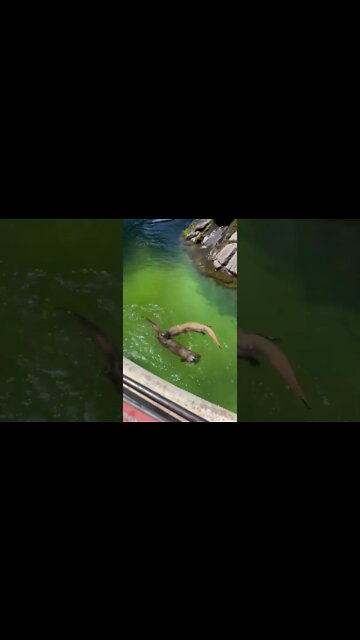 Sea Otters looking at spectators