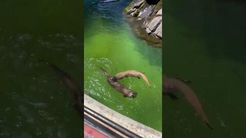 Sea Otters looking at spectators