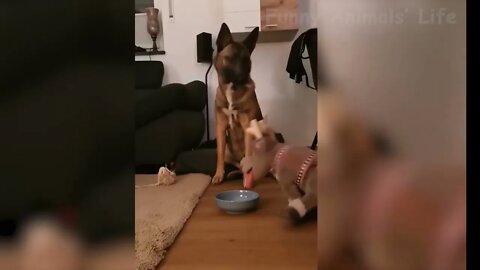 Funny Dog spits food