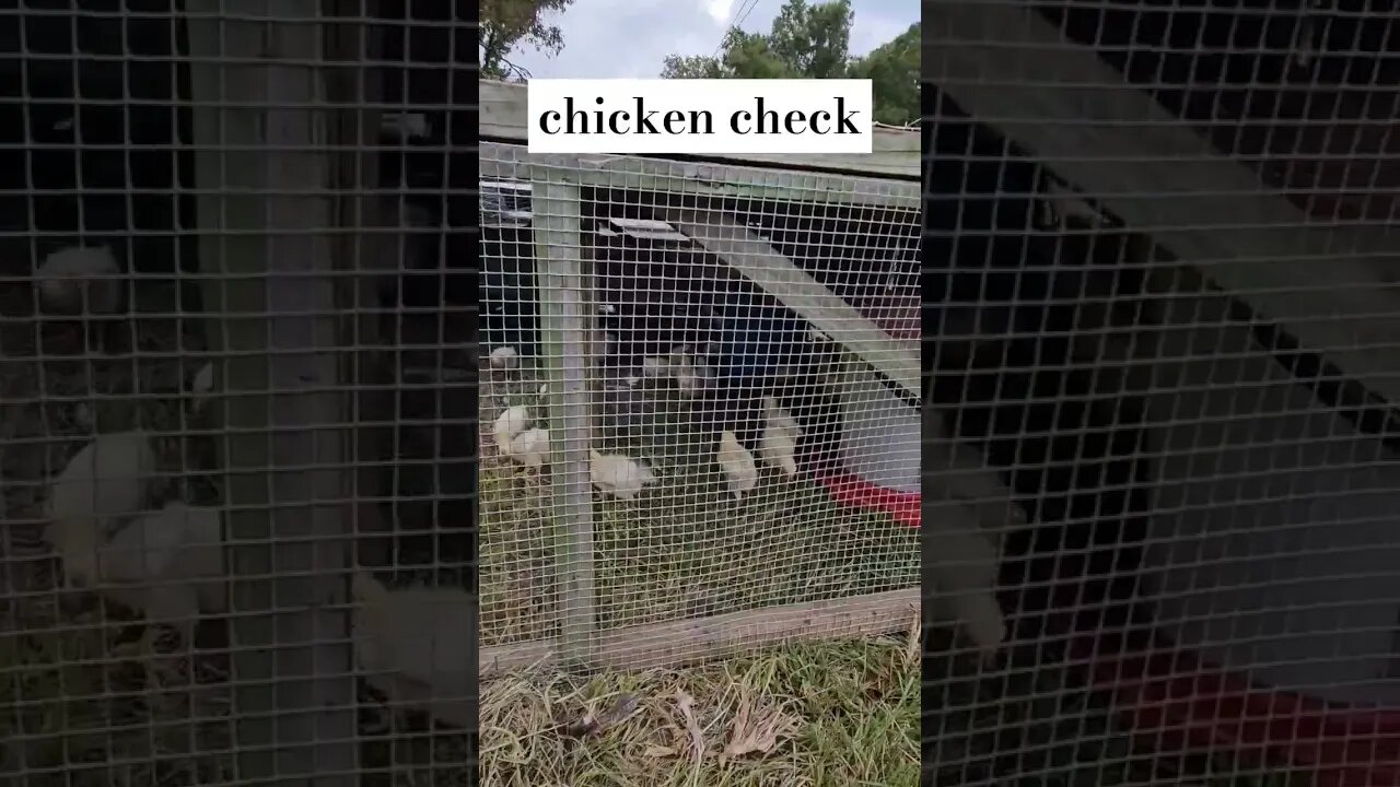 just chickens chickening #meaties #meatbirds #chickens #video #shorts #homestead #farm #farmlife