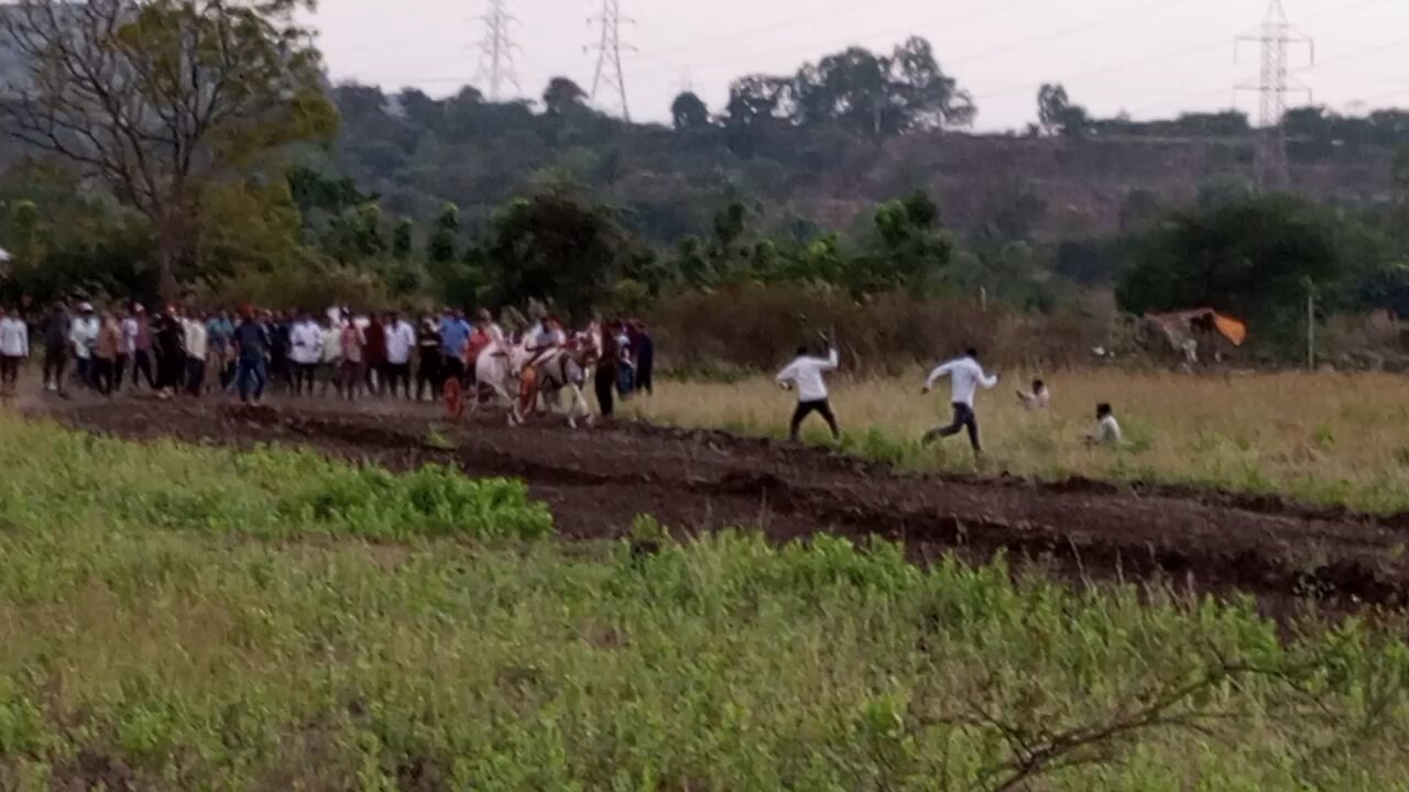 horse and cow race traditional of Indian