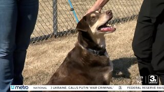 Adoption Option: Brooks the dog at Midlands Humane Society