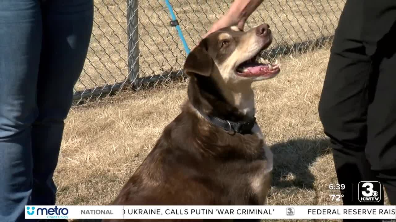 Adoption Option: Brooks the dog at Midlands Humane Society