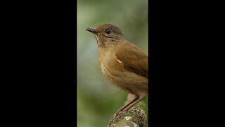 SABIÁ BRANCA [Turdus leucomelas] #shorts