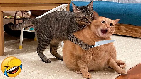 Best Funny Animal Videos Of The 2023 🤣 - Funniest Cats And Dogs Videos 😺😍😂🐶 Funny cat