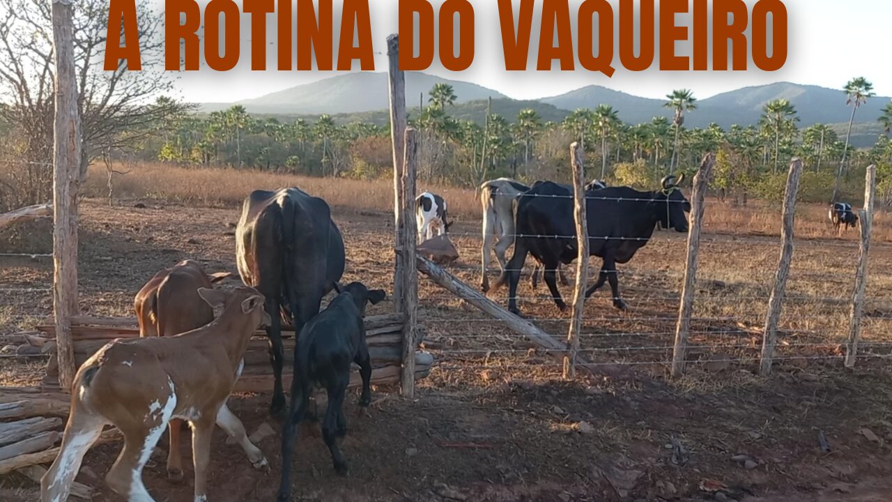 CUIDANDO DAS VACAS NO CERCARDO | RAIZES DO REI
