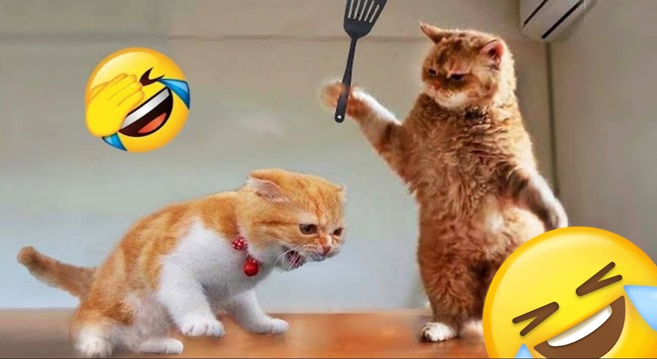 Funny animals video