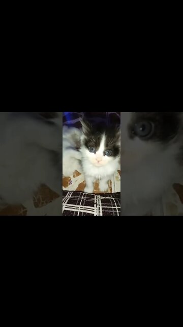 Cute Cats Kittens #cutecat #shorts #youtubeshorts #brown #persiancats #black #white #persiancatszone