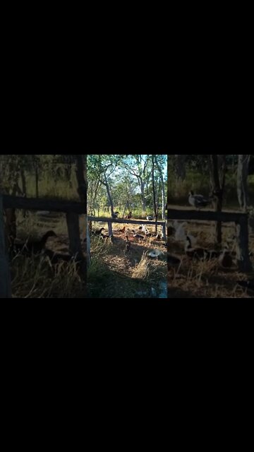 Ducks like to perch on the log