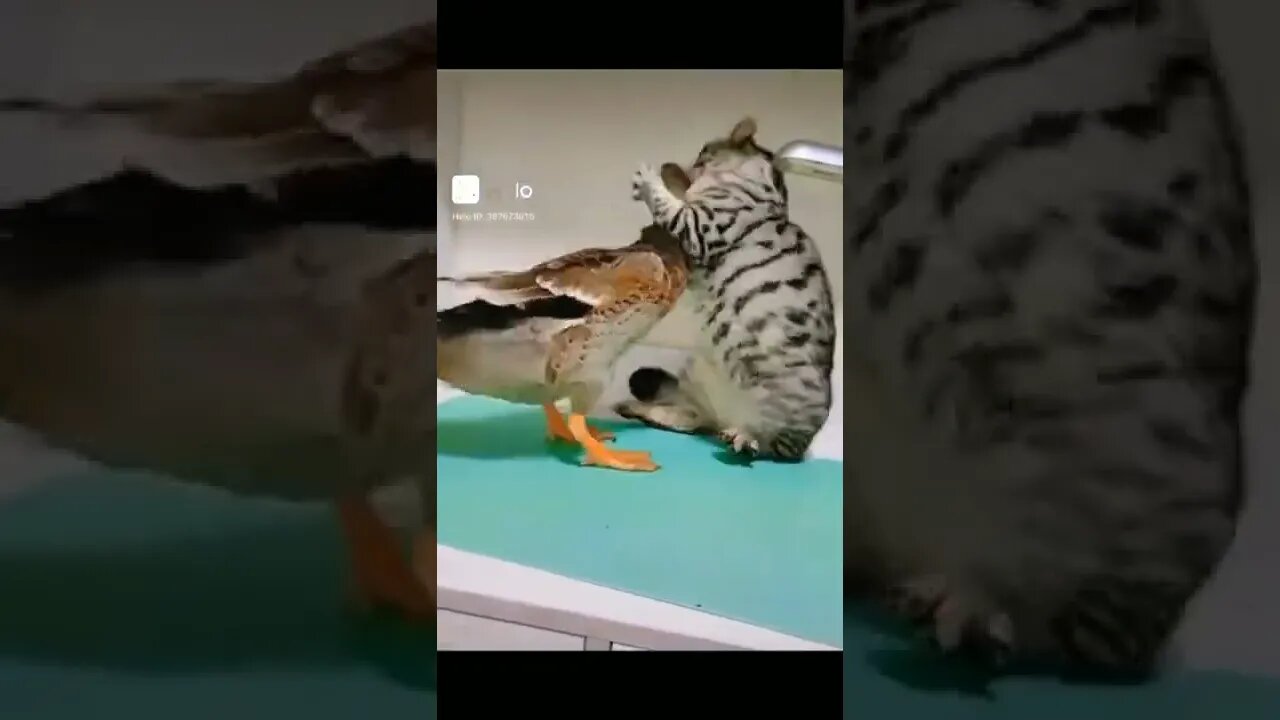 Briga de pato e gato 🐈🦆