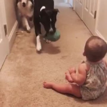 Pit Bull teaches baby how to play fetch