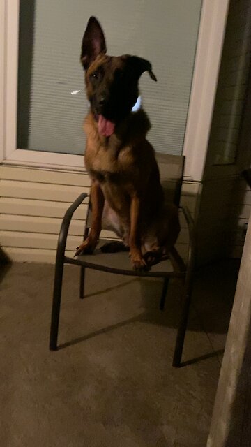 Maligator place command