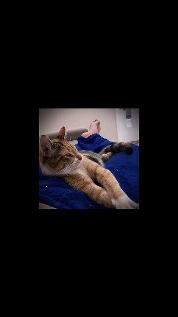 Folga da Julieta #shorts