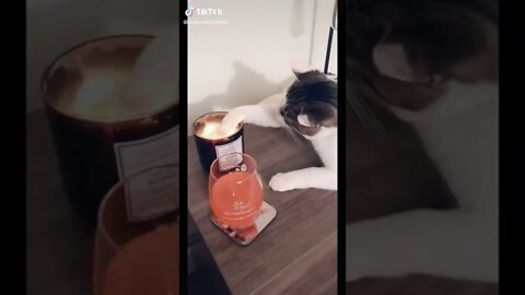 Cat Enjoys Paw In Candle I TikTok I @autumnlphillips