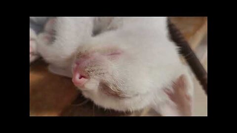 Deep Sleep Kitten and purring