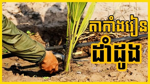 តាកាំងរៀនដាំដូង (វះសំណាញ់ធាងដូង) - Chhun kang (Coconut Farm) March 03, 2021
