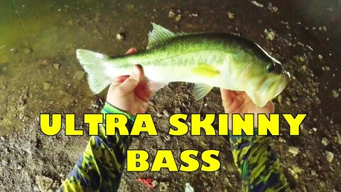 Skinny Summer Bass (They Barely Survived The Drought)