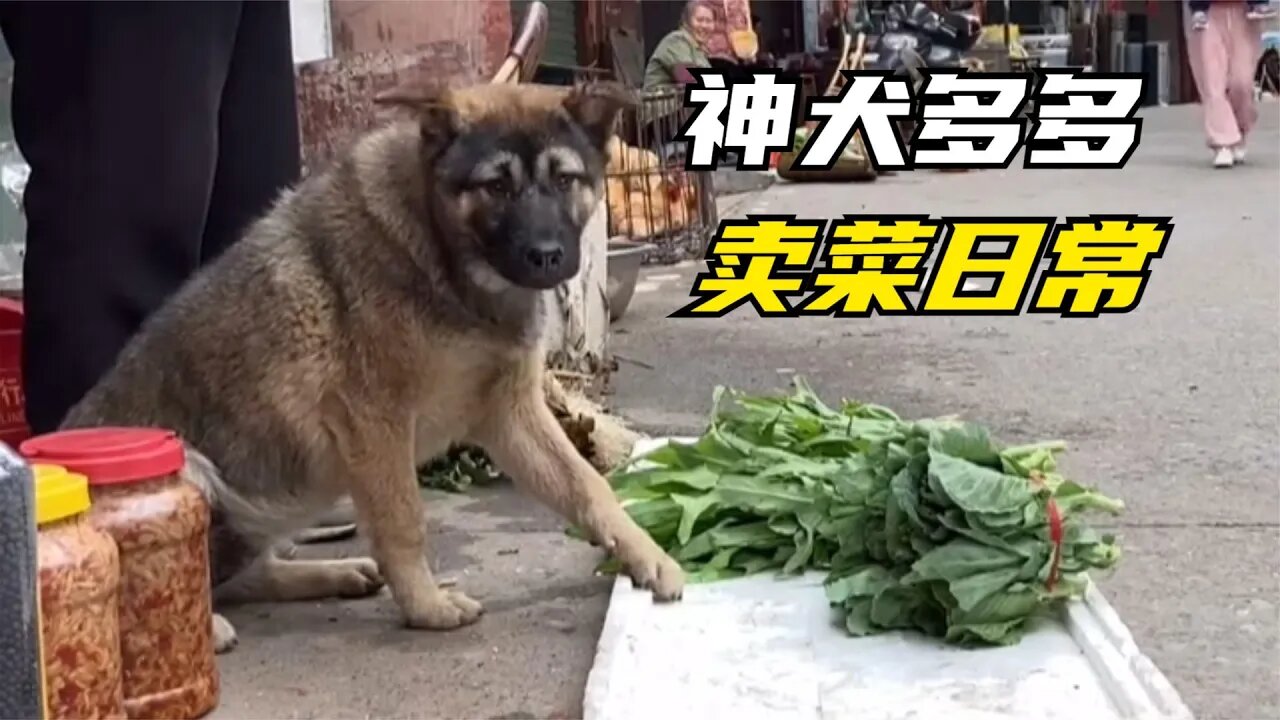 这只狗,每天在菜市帮人卖菜,虽然生意惨淡却依然坚守岗位,既可爱又搞笑
