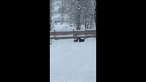 Dogs playin in the snow